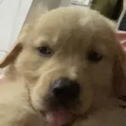 Sho Chanの画像
