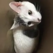 せいや