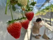 いちごの画像