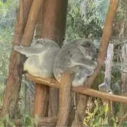 Kangaruの画像