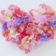 スイートピーの画像