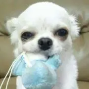 めんしー