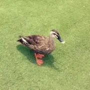 ななな。