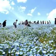 ハレルヤ/丁寧対応・迅速発送の画像