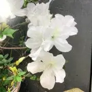 マイアミの画像