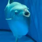 まんぼうの画像