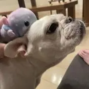 鰻とレモン　お気軽に話しかけてくださいの画像