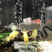 あずりんの画像
