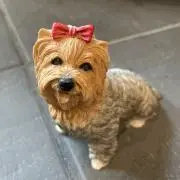ラッキーウッキーの画像