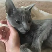 小梅の画像