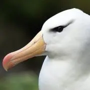 マユグロアホウドリの画像