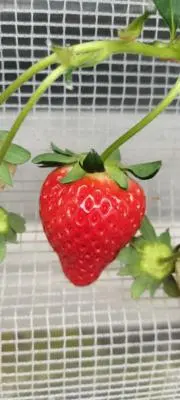 ザキ太郎