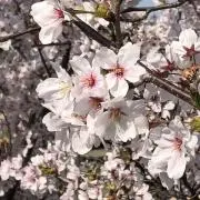 春崎の画像