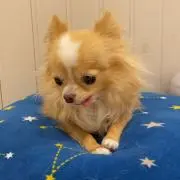 けい☆ちゃんの画像