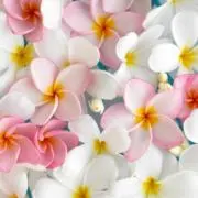 ぴぴ✧~断捨離中~✧の画像