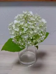 アナベル♡の画像