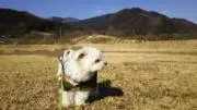 サスケ515の画像