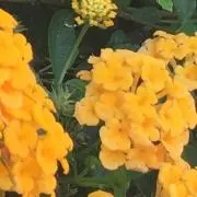 りんごぱいの画像