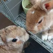テンつこ3