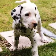 dalmatianの画像