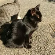 くろねこ（断捨離中。売り切りたい）の画像