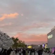 サ ヤ カの画像