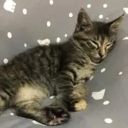 mikuの画像