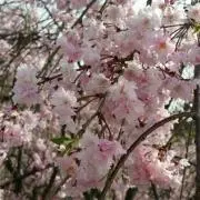 まま