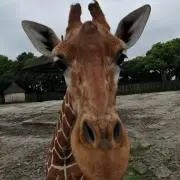 MiTouの画像