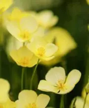 smrn*の画像