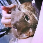 ペー子