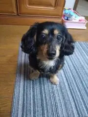 チーコの画像