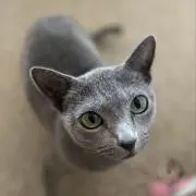 Miaowの画像