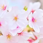 さくら