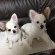すず