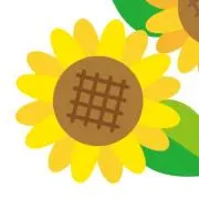 ひまわりの画像
