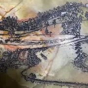加茂