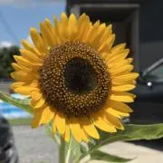 ハラタさんの画像