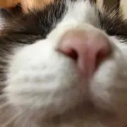 のんの画像