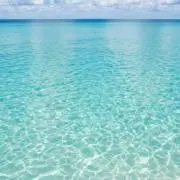 ロコの画像