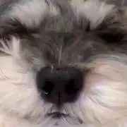 ててての画像