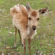 ぐち