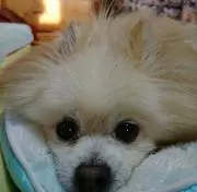 ミッキー