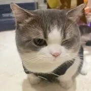 ひの画像