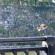 サクラの画像