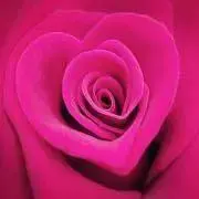 pinkの画像
