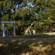 ななこの画像