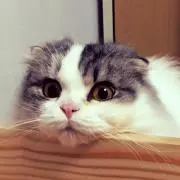 ふみのの画像