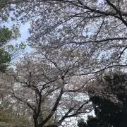 イチゴ番長の画像