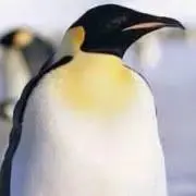 りう